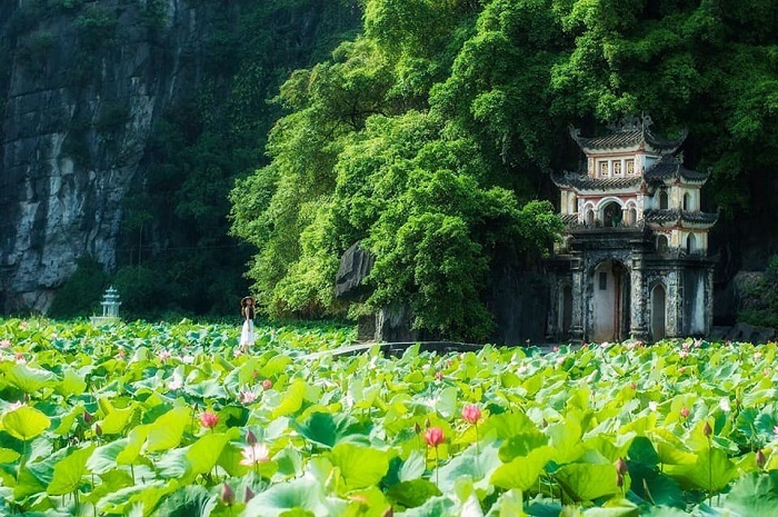 du lịch Ninh Bình ngắm hoa sen ở Tam Cốc
