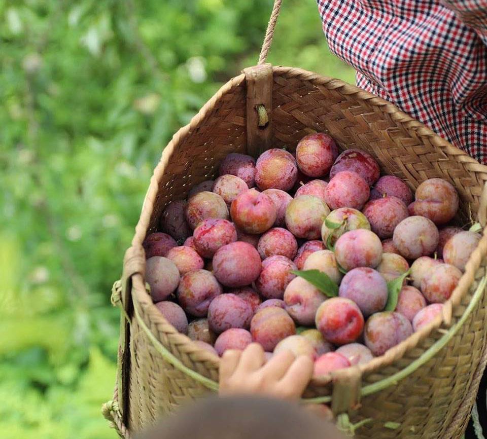 Du lịch Mộc Châu để trải nghiệm hái mận