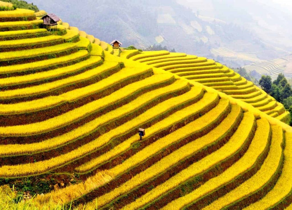 cánh đồng ruộng bậc thang ở Sapa