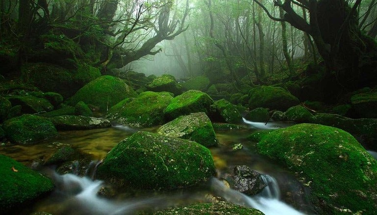 Đảo Yakushima (Ốc cửu đảo)