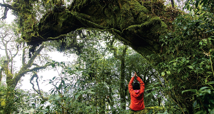 Trekking Tả Liên Sơn ngắm những thảm thực vật