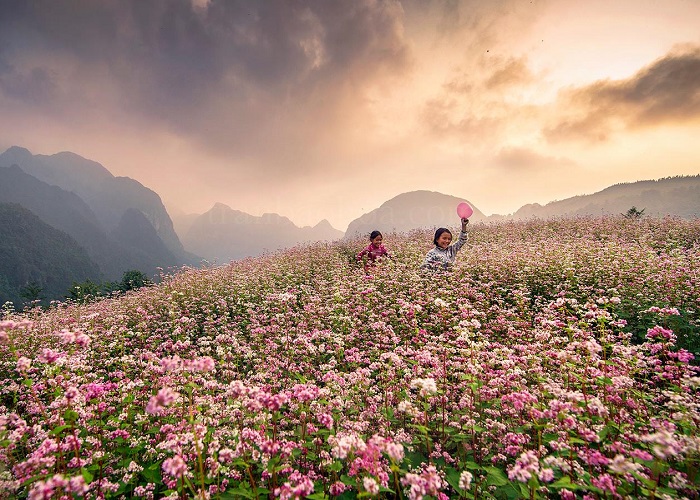 Hoa Tam Giác Mạch nở khắp lưng đồi