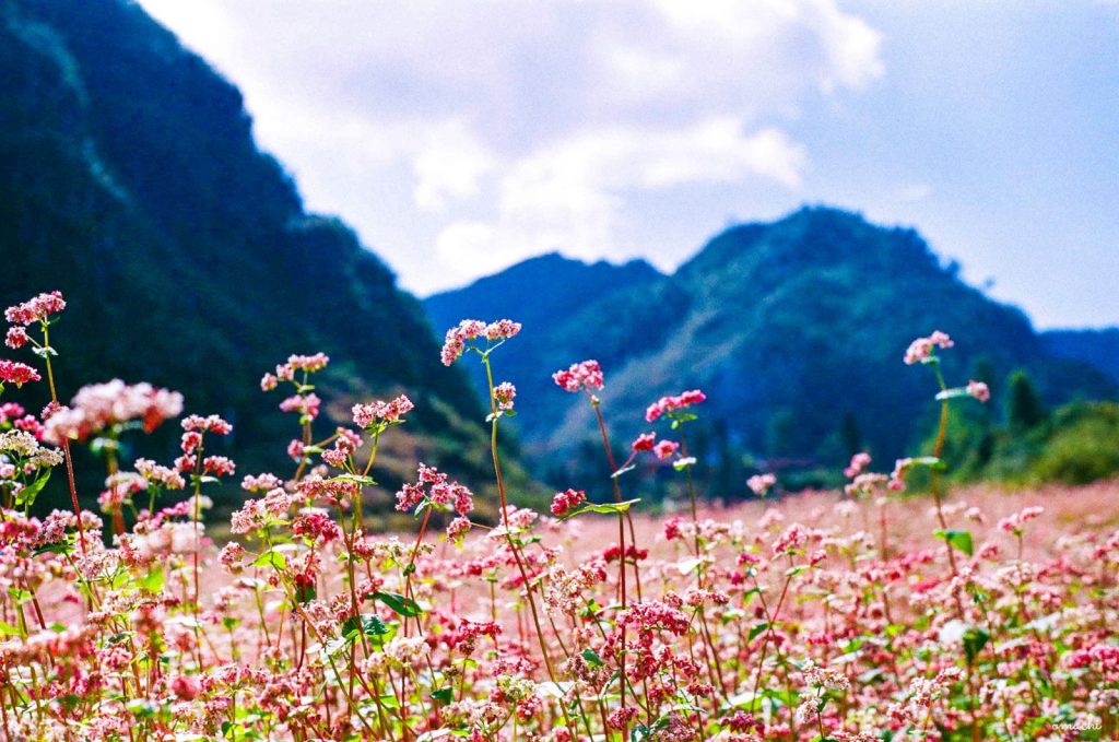 Hoa Tam Giác Mạch loài hoa đặc trưng của Hà Giang