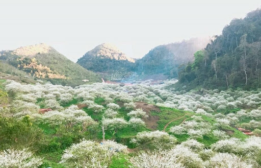 hoa mận bạt ngàn