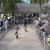 Du lịch Nha Trang giá rẻ - Thám Hiểm Đại Dương Tại Đảo Khỉ