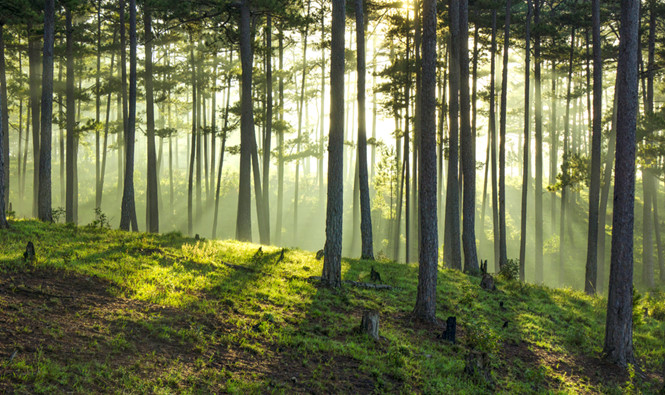 the enchanting beauty of the pine forest
