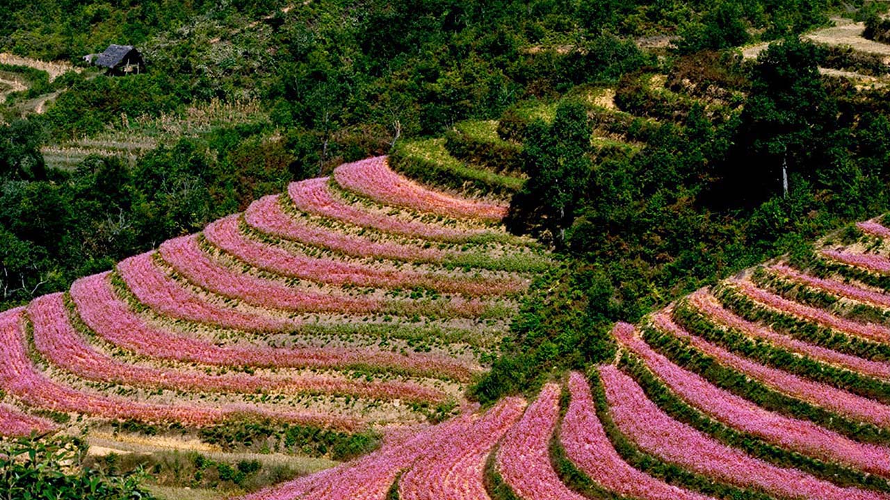 Chương trình tour du lịch khám phá Hà Giang 3 ngày 2 đêm
