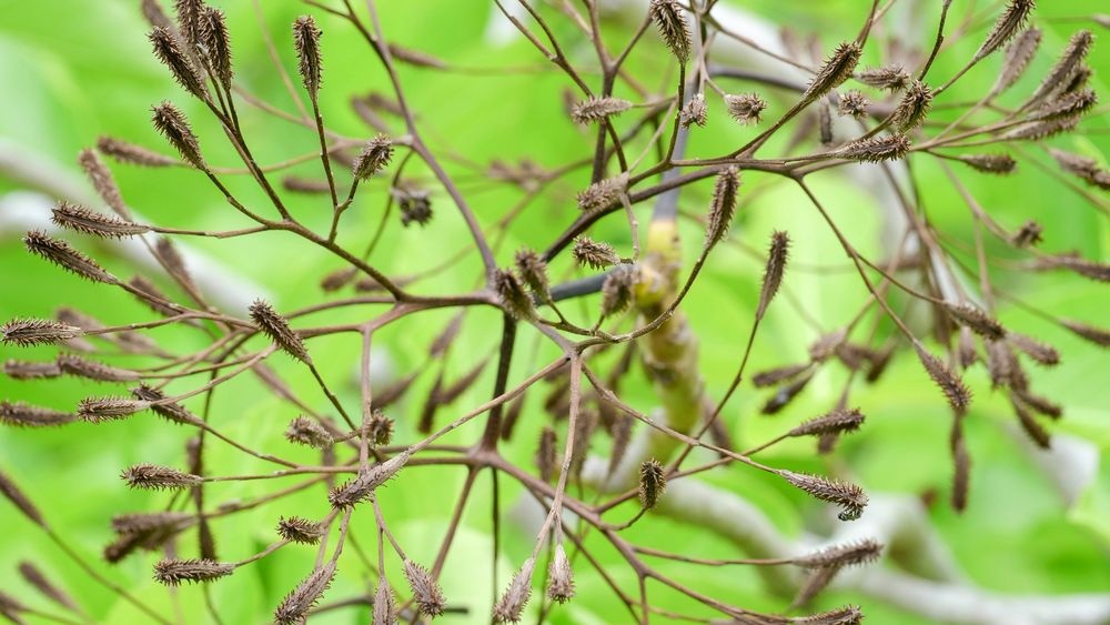 Cây bắt chim Pisonia