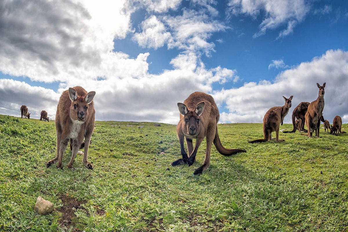 chuột túi trên đảo Kangaroo