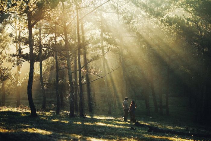 the enchanting beauty of the pine forest