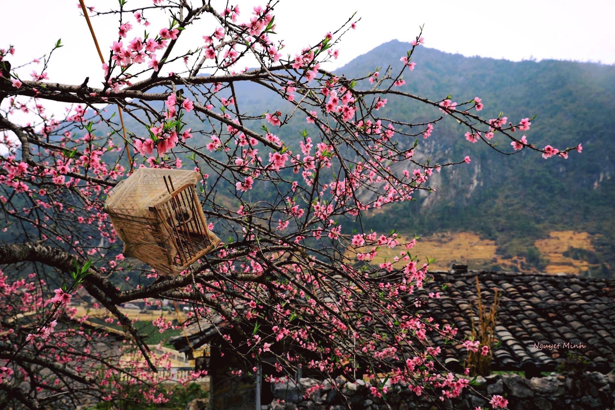 mùa hoa đào ở Hà Giang