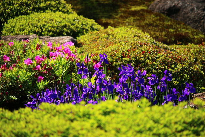 những bông hoa khoe sắc tại khu vườn yushien