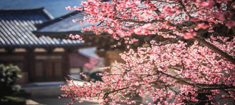 Tour ngắm hoa anh đào: Hà Nội - Osaka - Kyoto - Shirakawago - Nara 5N4Đ
