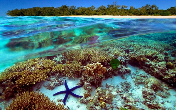 Rạn san hô Great Barrier