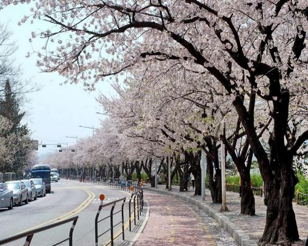 Tour Du Lịch Hàn Quốc 5 ngày: Ngắm hoa anh đào Hàn Quốc