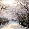 Tour Du Lịch Hàn Quốc 5 ngày: Ngắm hoa anh đào Hàn Quốc