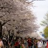 Tour Du Lịch Hàn Quốc 5 ngày: Ngắm hoa anh đào Hàn Quốc