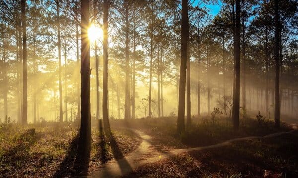 Early dawn on the pine forest